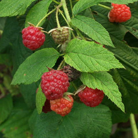 Rubus idaeus 480