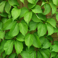 Parthenocissus quinquefolia 480