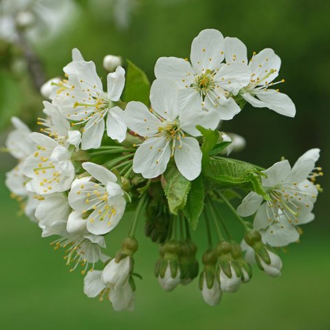 Prunus avium cv 480