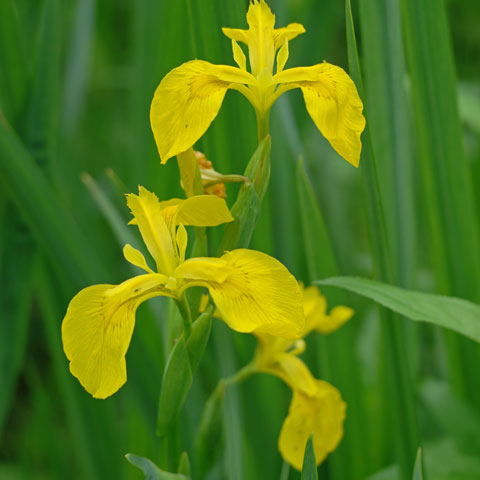 Iris pseudacorus 480