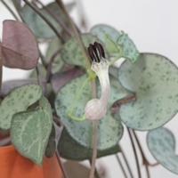 Ceropegia linearis woodii 480