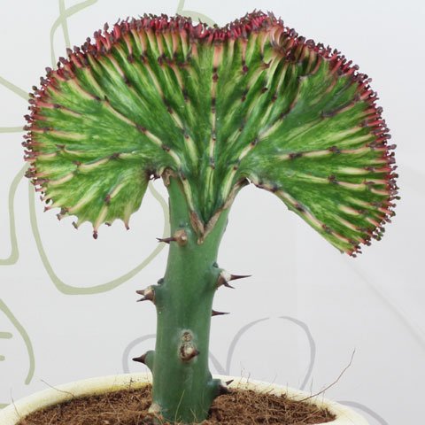 Euphorbia lactea Cristata 480