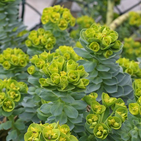 Euphorbia myrsinites 480