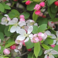 Malus 480