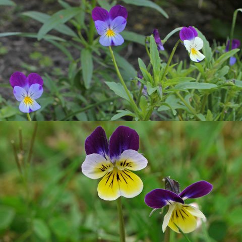 Viola tricolor 480
