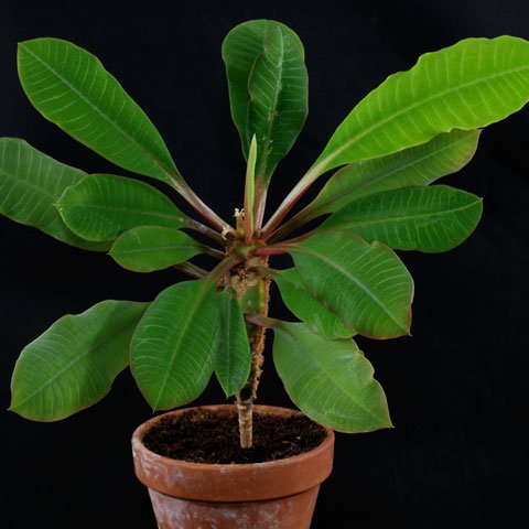 Euphorbia leuconeura 480
