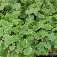 Hydrocotyle Crystal Confetti