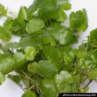 Hydrocotyle sibthorpioides