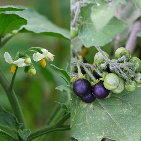 Solanum nigrum 480