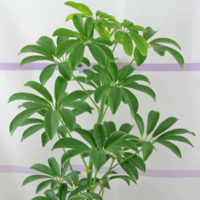 schefflera arboricola 480