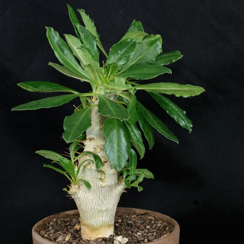 Pachypodium saundersii 480
