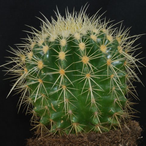 Echinocactus grusonii 480