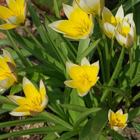 Tulipa tarda 480