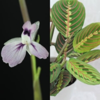 Maranta