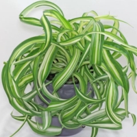 Chlorophytum comosum