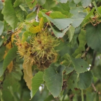Corylus colurna