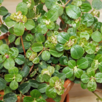 Pilea depressa 480
