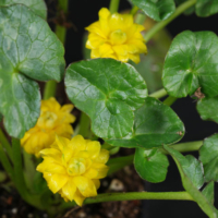 Ficaria verna Flore Pleno