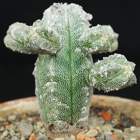 Astrophytum myriostigma Huboki