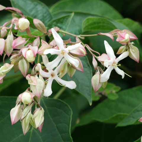 Clerodendrum trichotomum 480