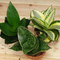 Sansevieria trifasciata Hahnii 480