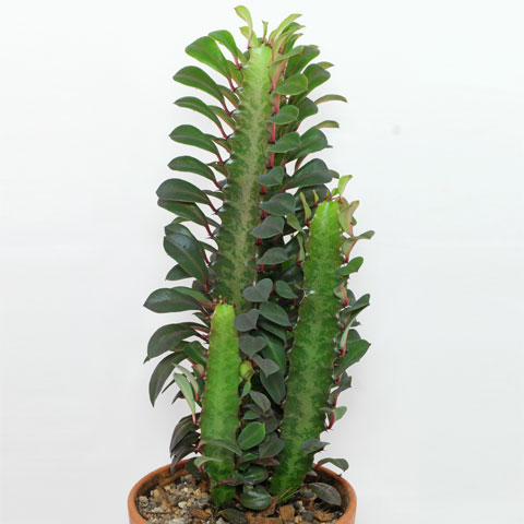 Euphorbia trigona 480