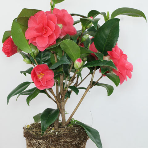 Camellia japonica Flame 480