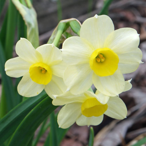 Narcissus tazetta Minnow 480