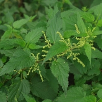 Urtica dioica 480