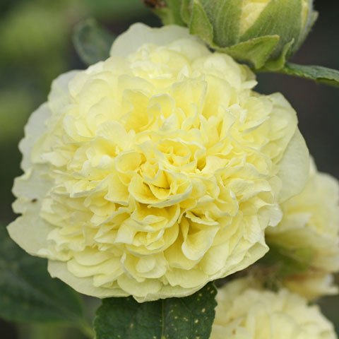 Alcea rosea Chaters Double Yellow 480