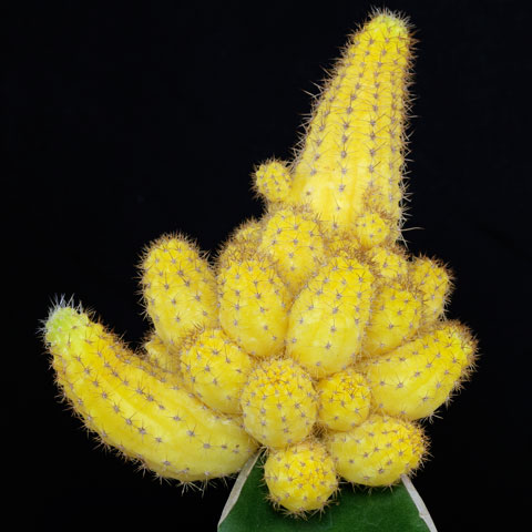 Echinopsis chamaecereus Lutea 480