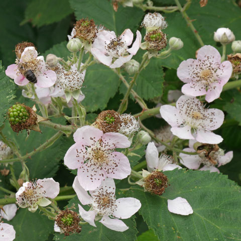 Rubus fruticosus 480