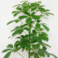 schefflera arboricola nora 480