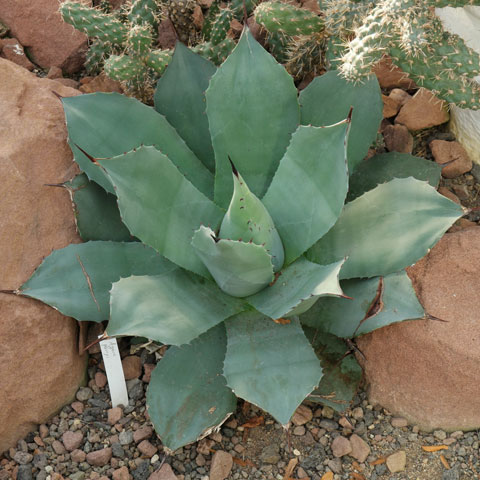 agave parryi 480