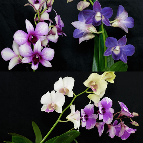 Dendrobium phalaenopsis 480