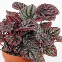Peperomia caperata cv 480