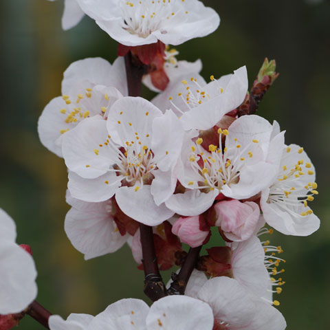 Prunus armeniaca cv 480