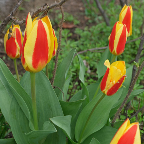 Tulipa kaufmanniana cv 480