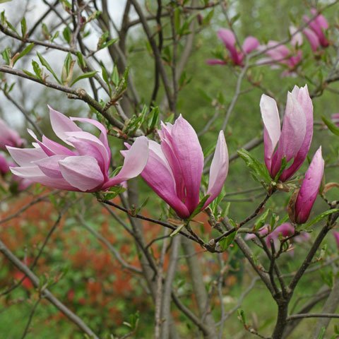 Magnolia liliiflora cv 480