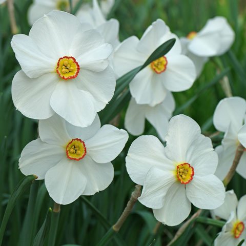 Narcissus poeticus 480