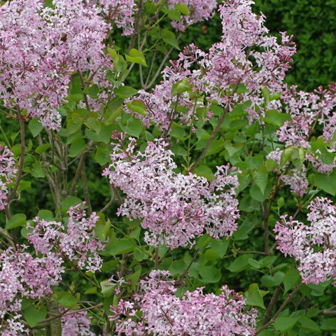 Syringa pubescens cv 480