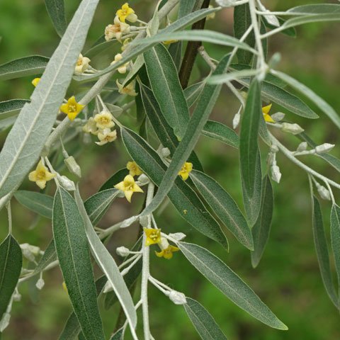 Elaeagnus angustifolia 480