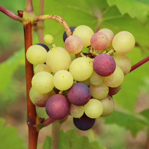 Vitis vinifera ssp vinifera 480