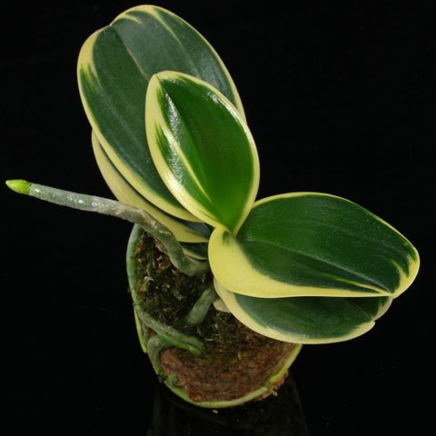 Phalaenopsis Sogo Vivien Variegata 480
