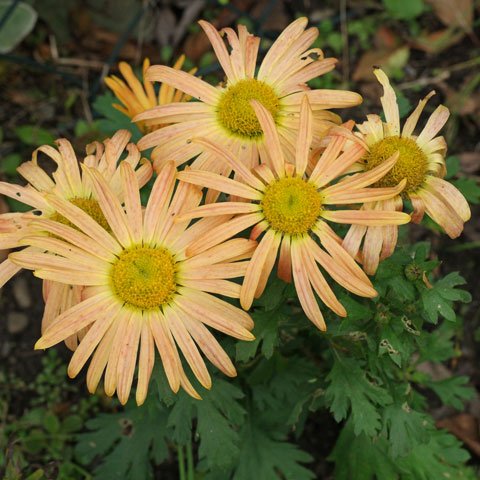 Chrysanthemum zawadskii Mary Stoker 480