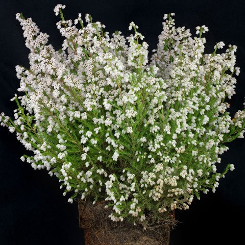 Erica gracilis cv 480