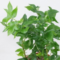 Fatshedera lizei 480