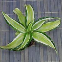 Dracaena fragrans Malaika 480