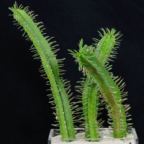 Euphorbia pentagona 480