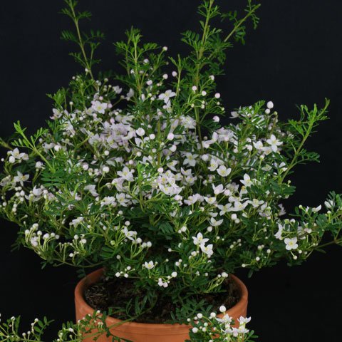 Boronia anemonifolia 480